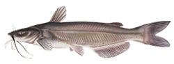 Channel Catfish
